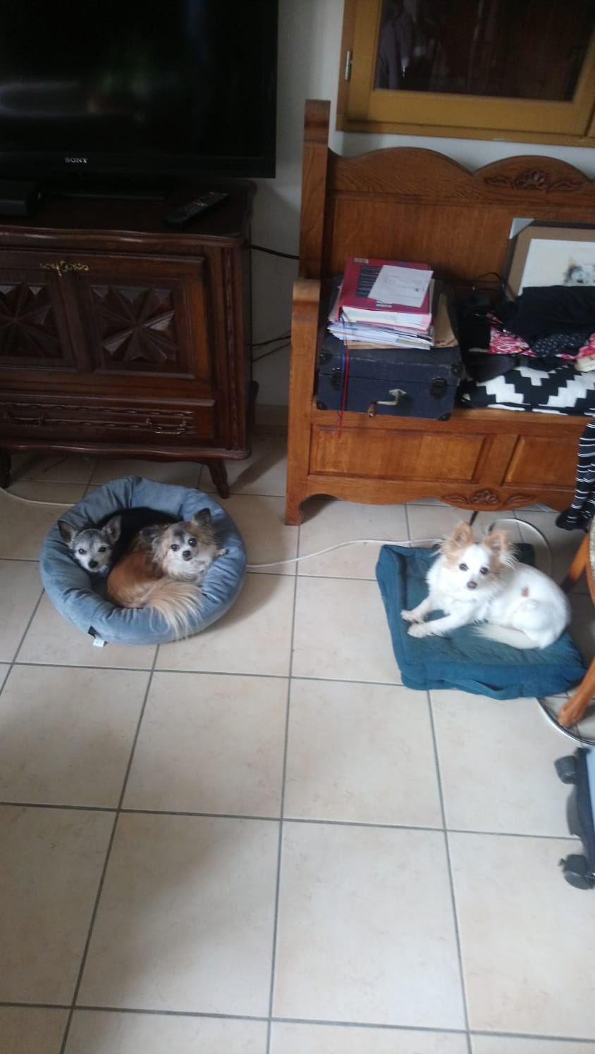 Services garde de chiens - Miniature 3