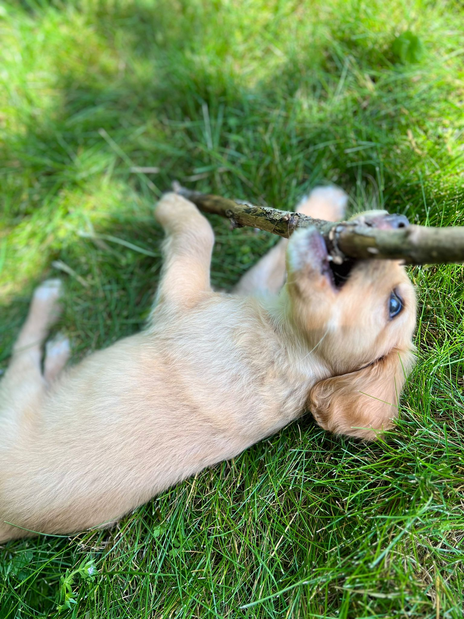 Services garde de chiens - Miniature 2