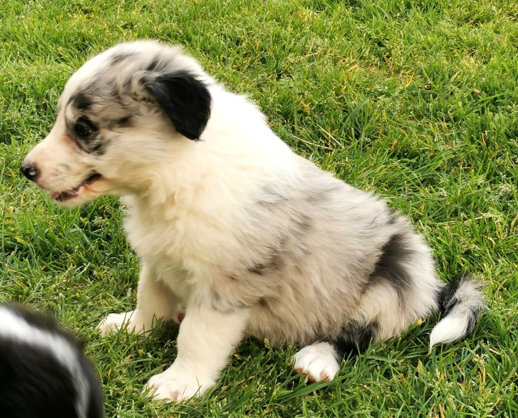 Chiot magnifique Border Collie Femelle
