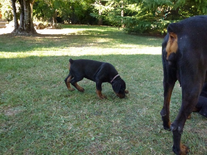 Chiots Dobermann adorable