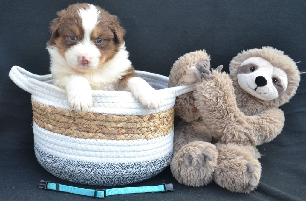 Chiots berger Australien