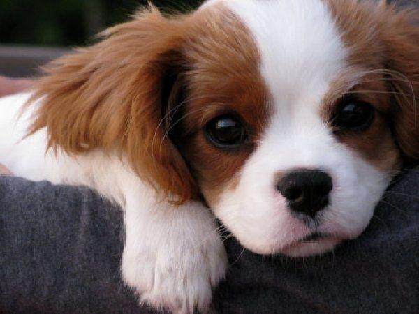 4 Adorables chiots cavalier king charles LOF