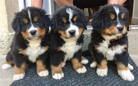 6 adorables Chiots bouvier bernois LOF