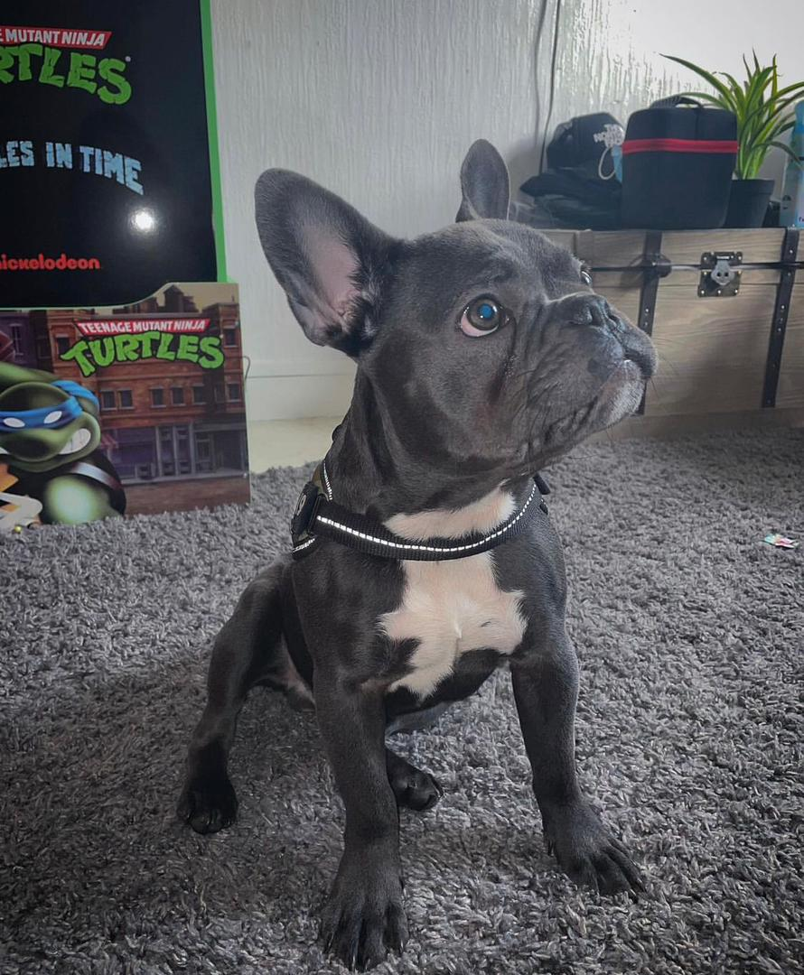 Notre adorable TIGROU