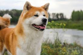 Disponible des petits chiens de race Akita