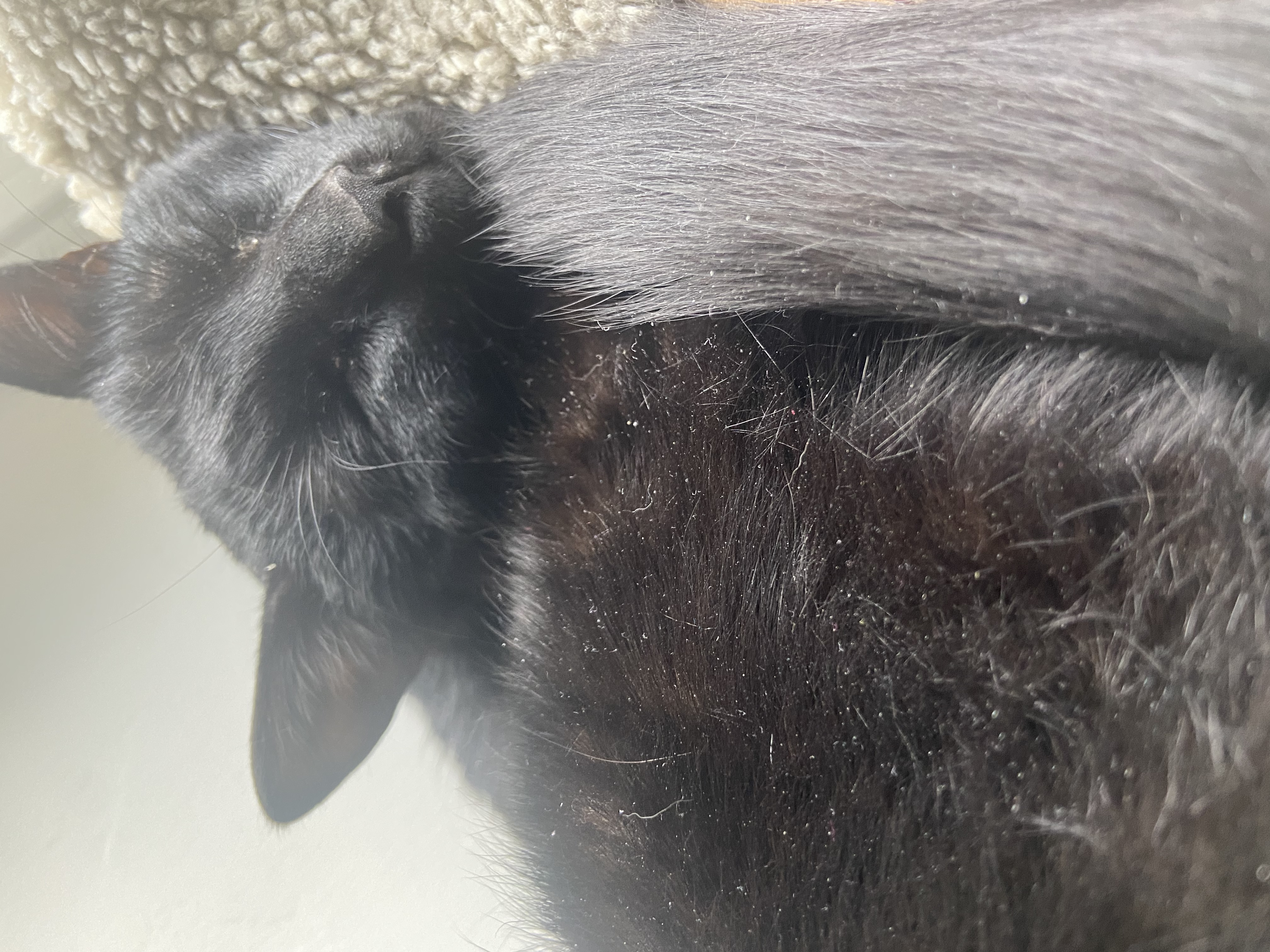 Je garde des chat chez moi