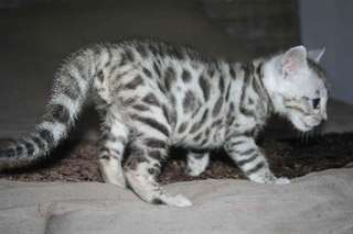 chaton tigré bengal