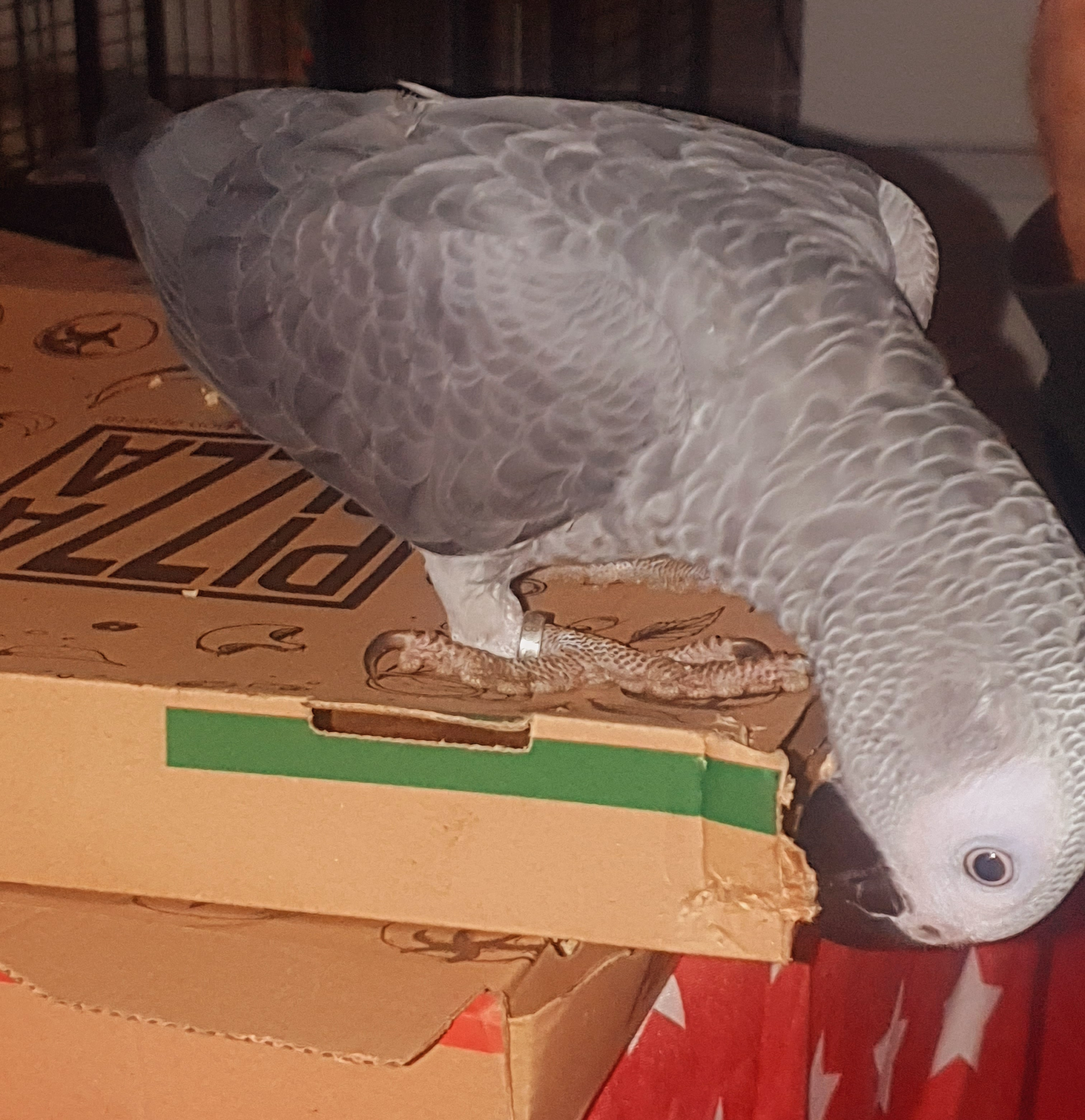 Cherche femelle Gris du gabon