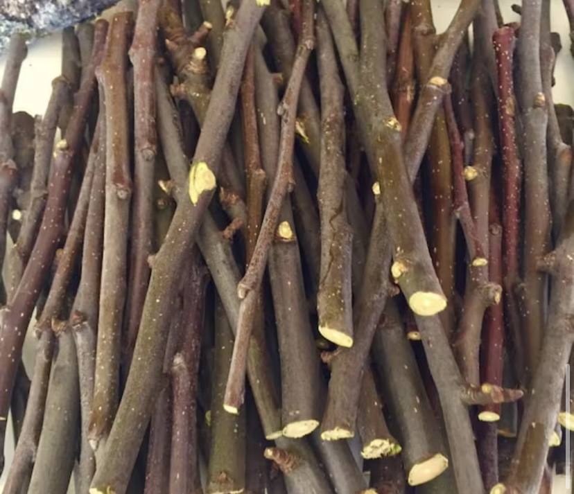 Vend branche de pommier à ronger