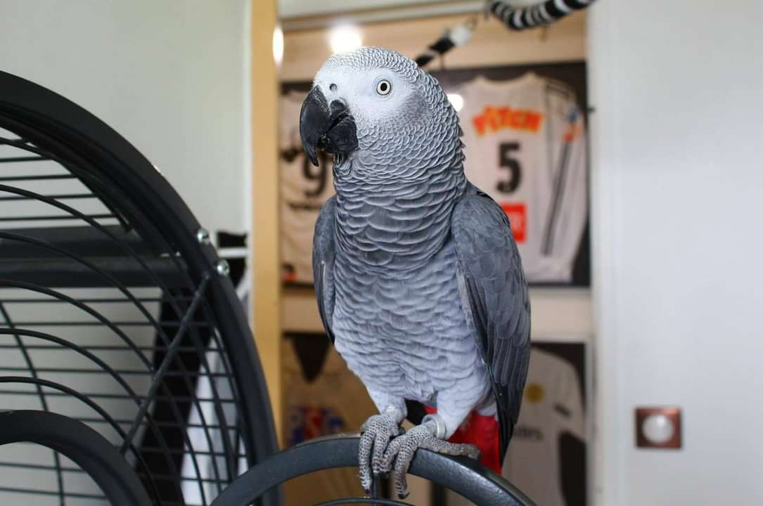 Perroquet gris à donner
