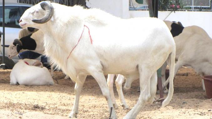 Mouton ladum