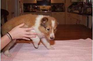 Chiot colley à donner
