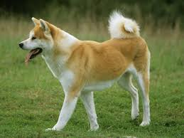 Chien Domestique