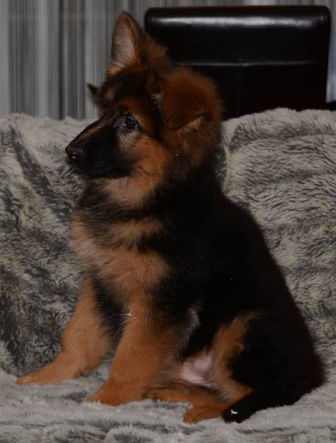 Chiots Berger Allemand