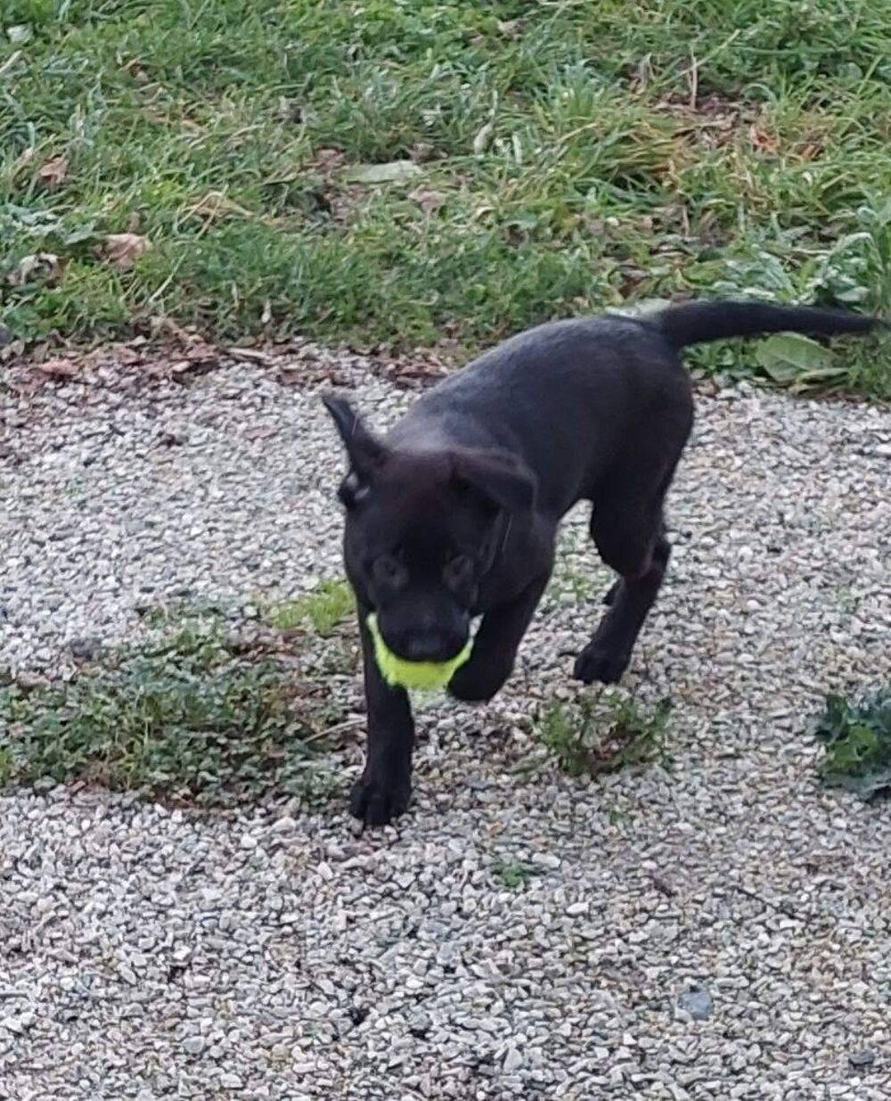 Chien de 4mois