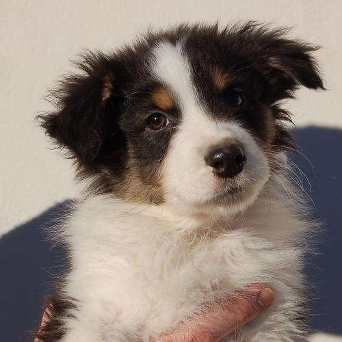 Chiot en vente