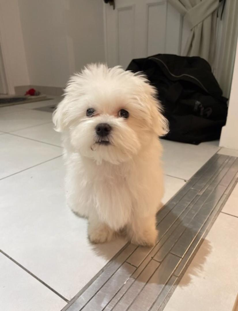 Bichon maltais à vendre