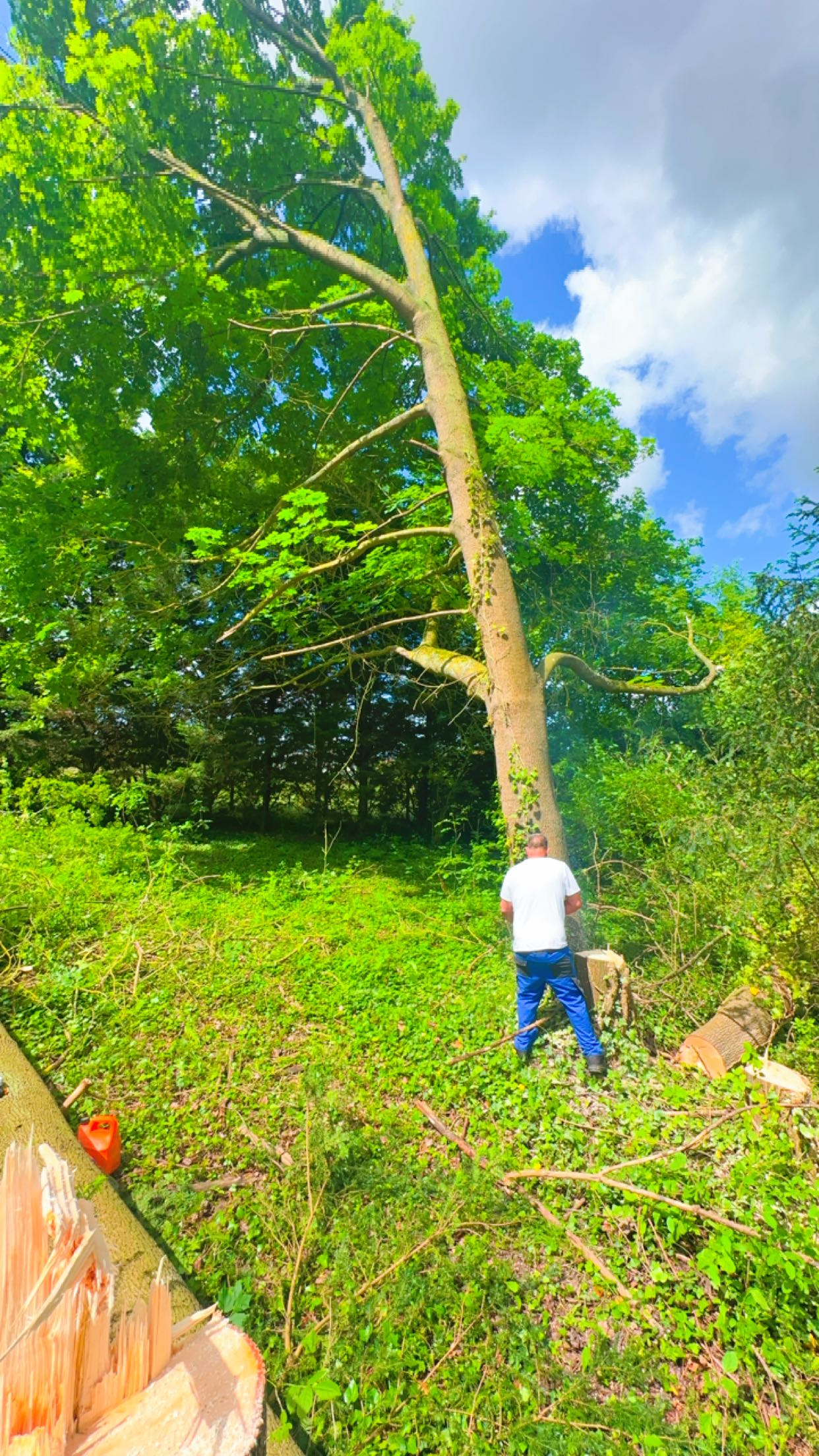 Service professionnel d'entretien d'espaces verts - Miniature 2