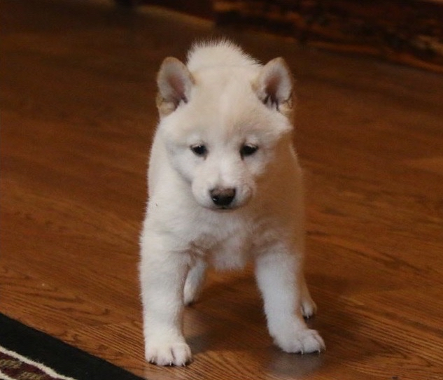 Shiba Inu chiots disponibles