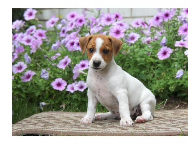 magnifique jack russell