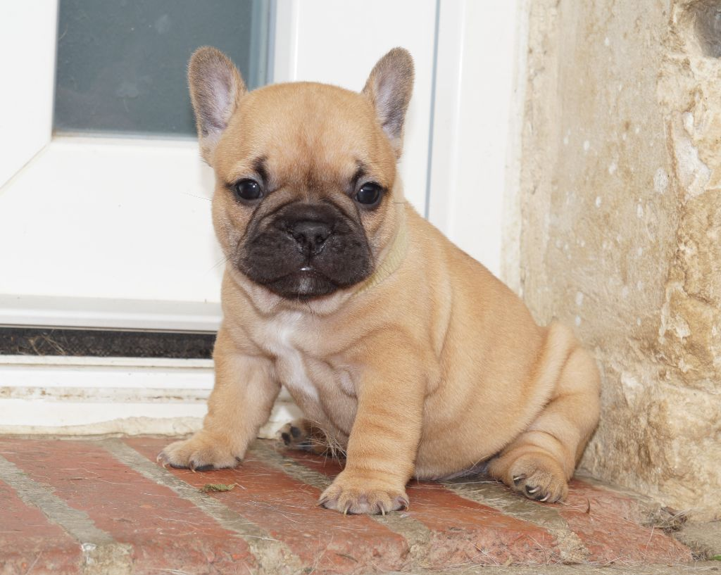 Chiot bouledogue français