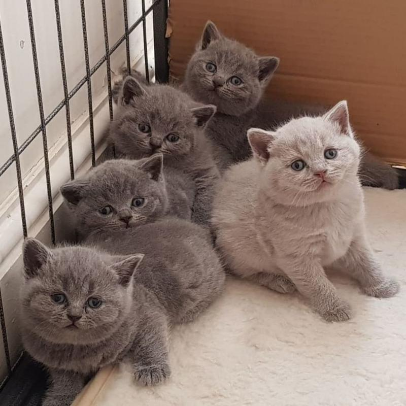 Disponible 5 chatons british shorthair  LOOF