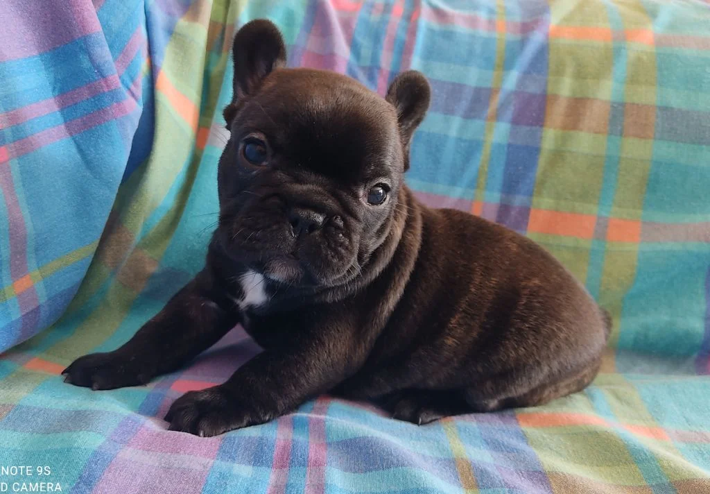 Chiot bouledogue français