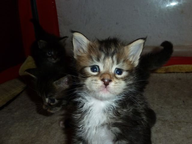 perroquet gris du gabon