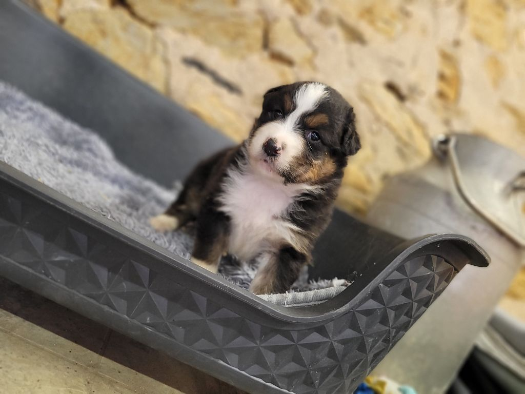Magnifique Chiot Berger Australien