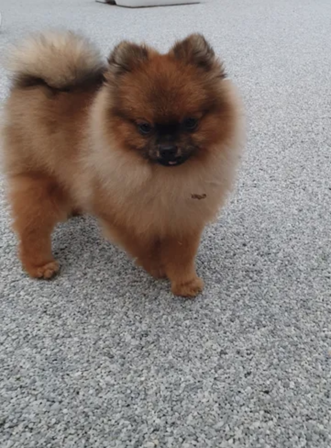 Chiot spitz allemand