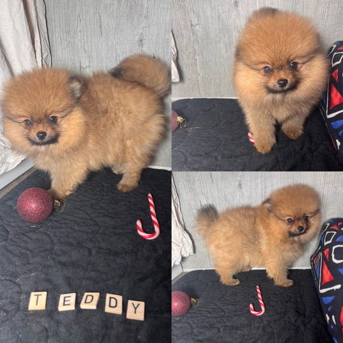 chiots spitz allemand