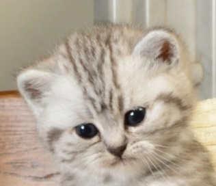 Chatons disponible pour adoption