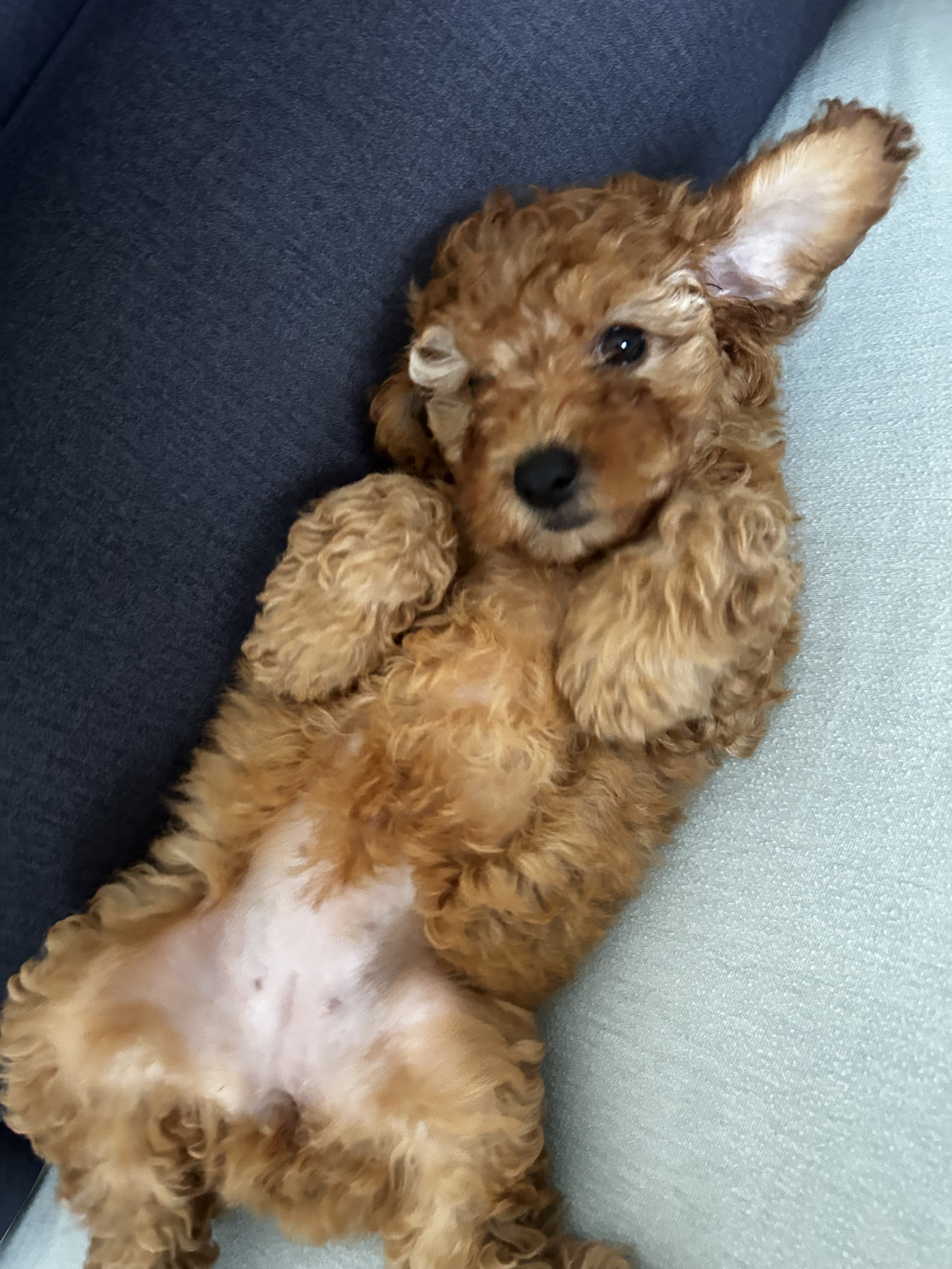 Caniche