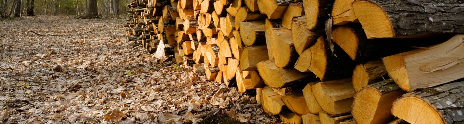 Bois de chauffage de très bonne qualité