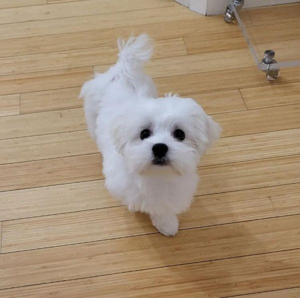 bichon maltais à donner