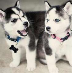 magnifiques chiots husky