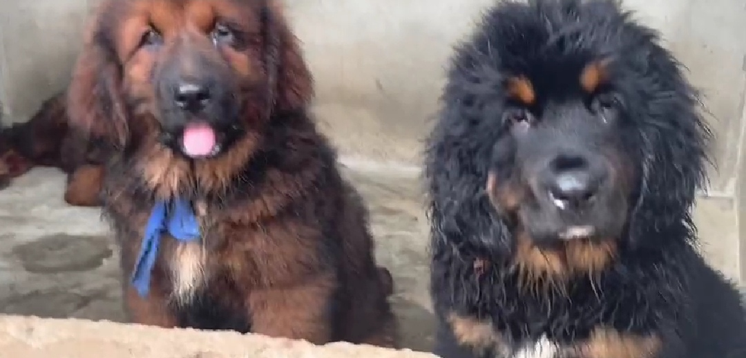 Dogue du tibet