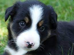 4 adorables chiots border collie lof