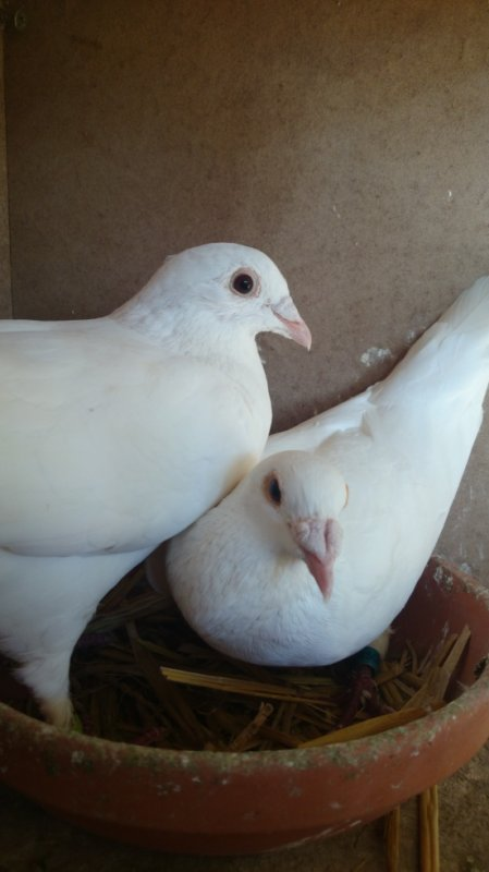 Pigeon voyageur blanc