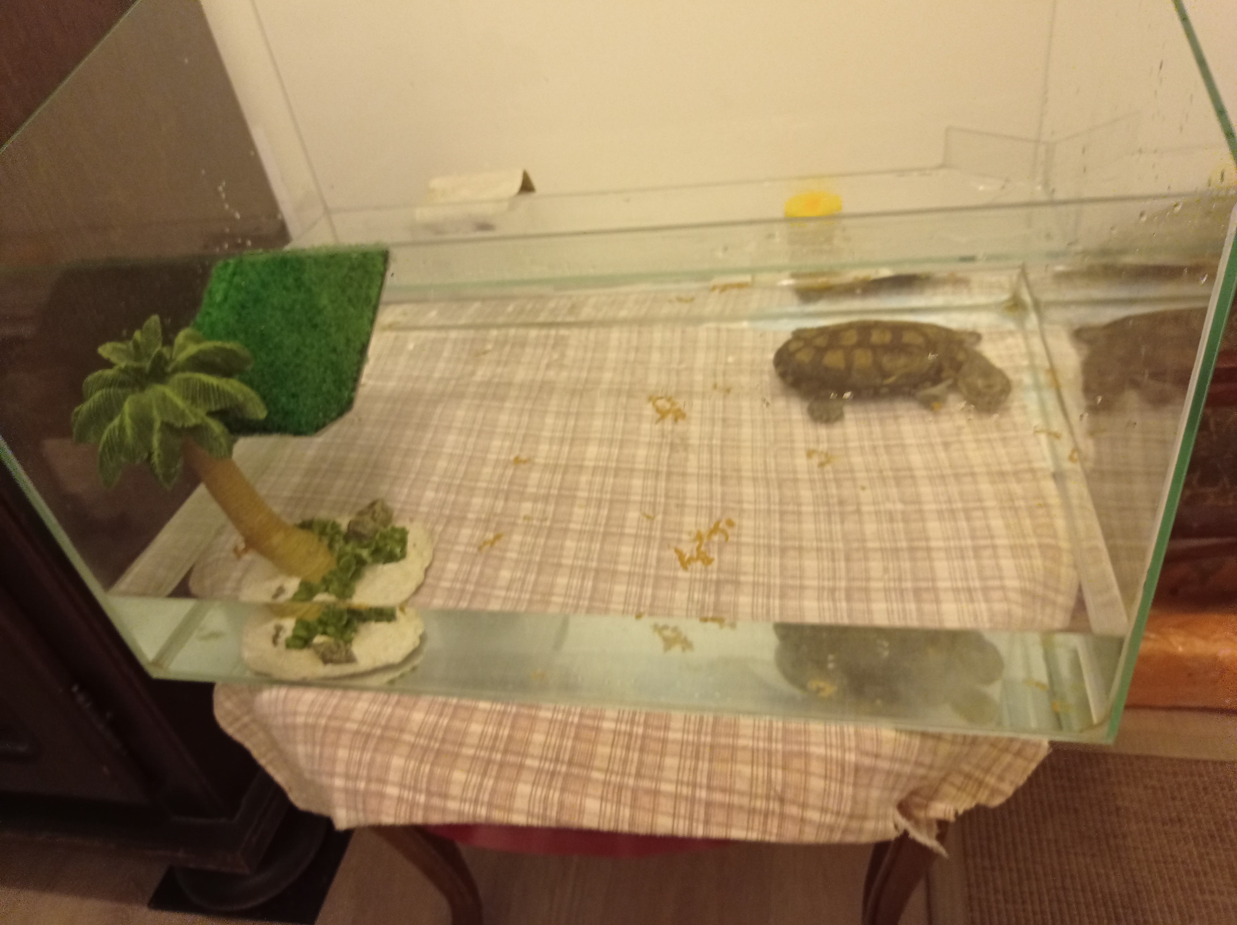 Vend aquarium et donne tortue