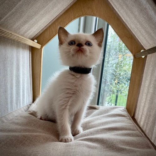 chatons british shorthai