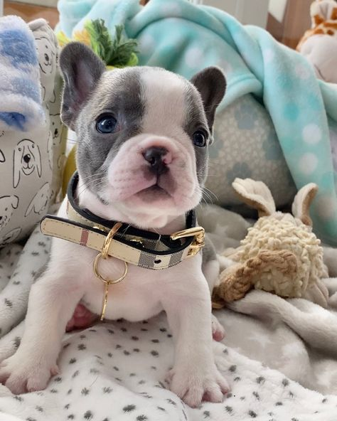 Chiots Bouledogue Français