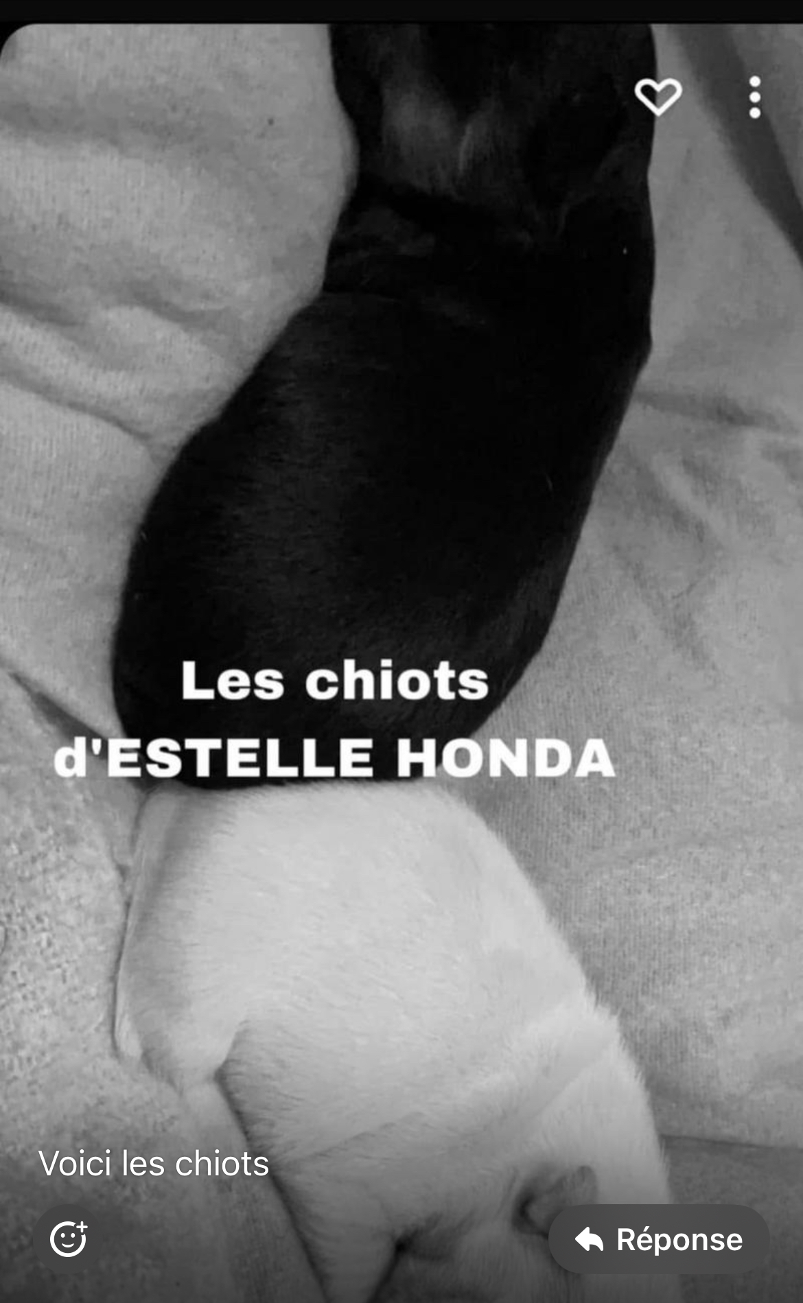 Donne chiot