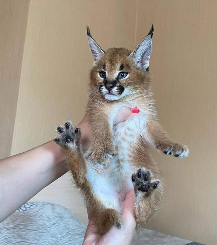 Chatons Caracal ,Savannah F1 et des serval disponibles À vendre
