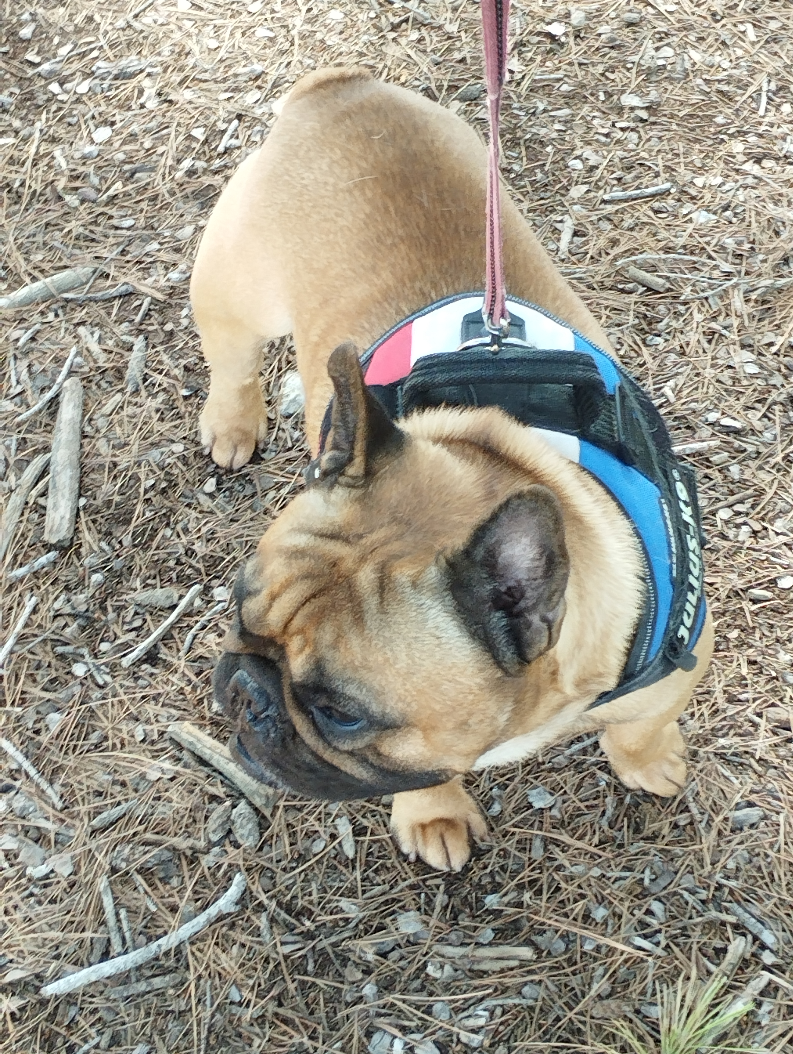 Bouledogue Français Mâle 5 ans