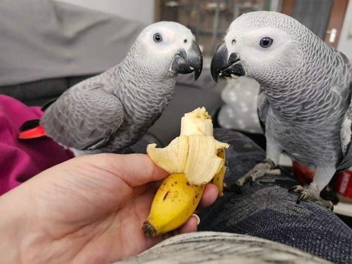 Magnifique perroquet gris du Gabon