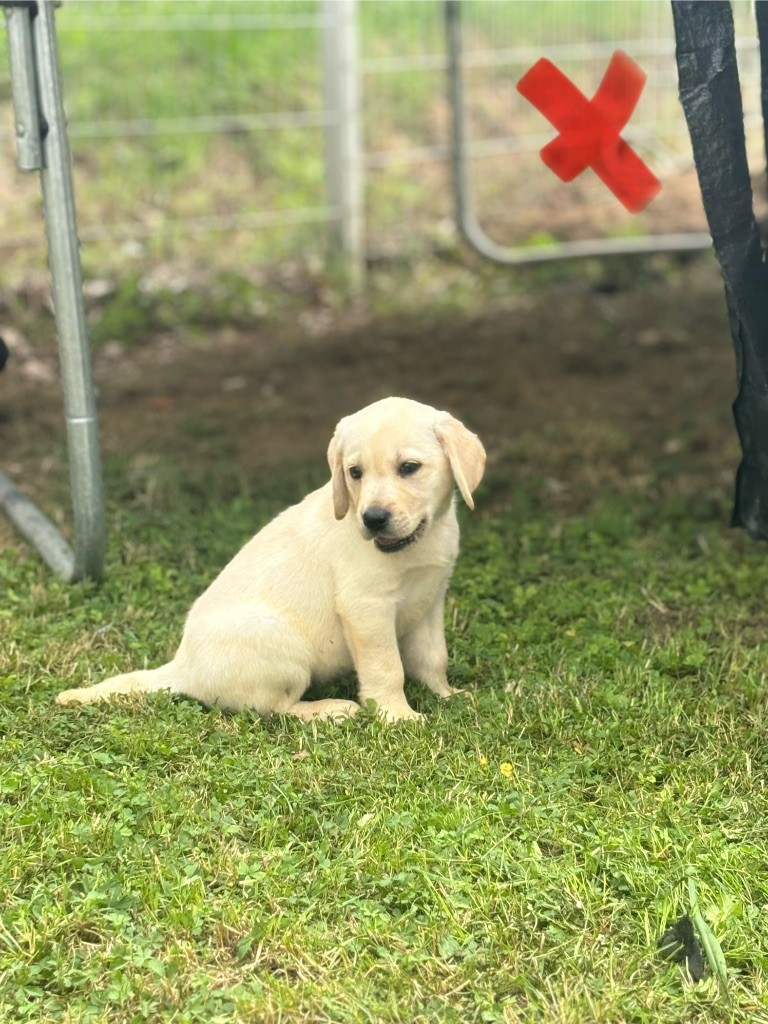 Chiot labrador