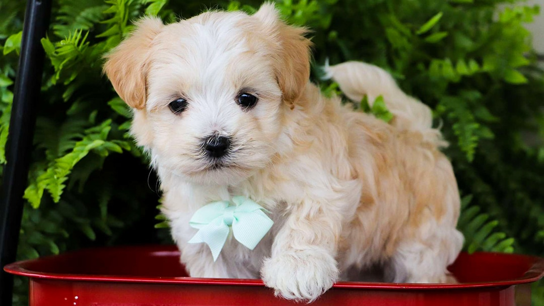 Maltipoo - Miniature 2