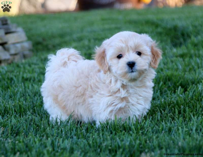 Maltipoo