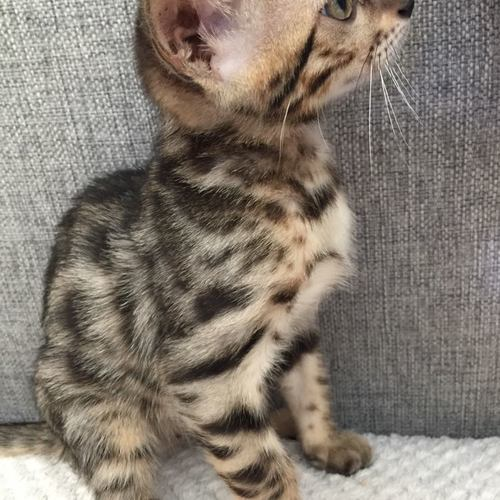 beaux chatons bengal